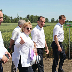 Учхоз "Кубань" принимал гостей со всей Кубани на ежегодное мероприятие "День поля"