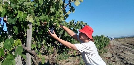 Эссе на тему виноградарства