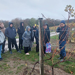 На виноградниках в предгорье Кавказа