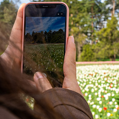 «Тюльпаномагия» в Кубанском ГАУ