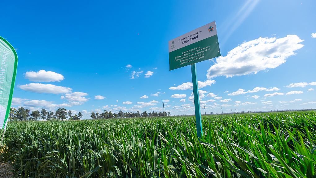 Тритикале – культура будущего