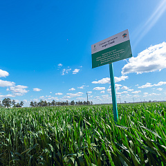 Тритикале – культура будущего