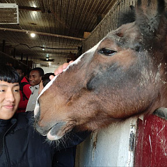 Путешествие иностранцев в конноспортивный клуб