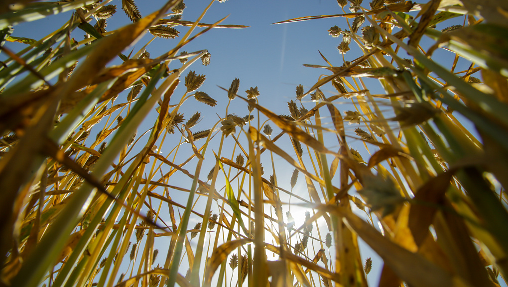 Солнце, пшеница и аграрные инновации