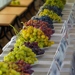 В КубГАУ прошла выставка винограда