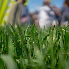 Тритикале – культура будущего