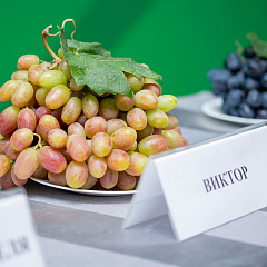 В Кубанском ГАУ провели дегустацию ранних сортов винограда селекции кафедры виноградарства