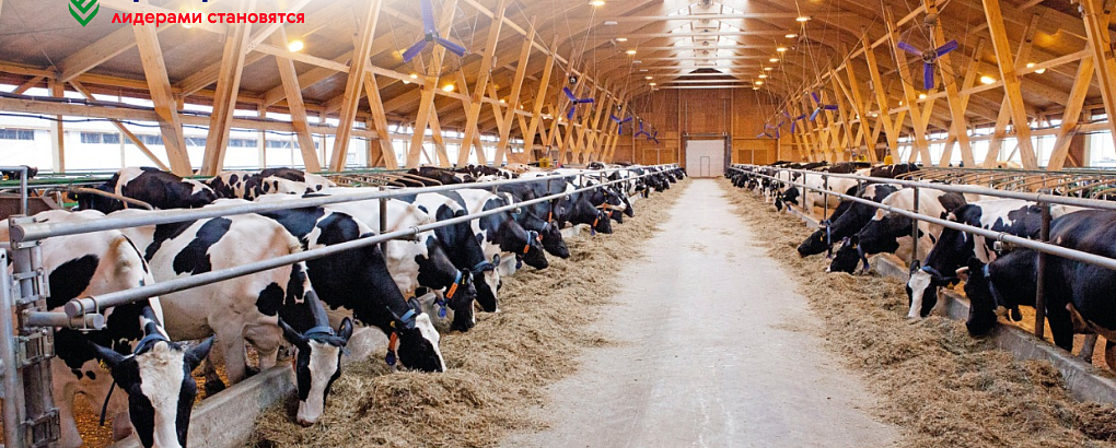 Мы научим как управлять фермой, производящей молочную продукцию!