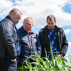 Тритикале – культура будущего