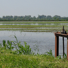 Полвека со дня первого сева риса в учхозе «Кубань»