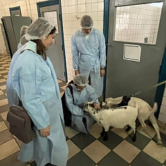 Студенты КубГАУ в Беларуси