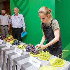 В Кубанском ГАУ провели дегустацию ранних сортов винограда селекции кафедры виноградарства