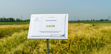 День поля в КубГАУ: практика и наука на одной волне