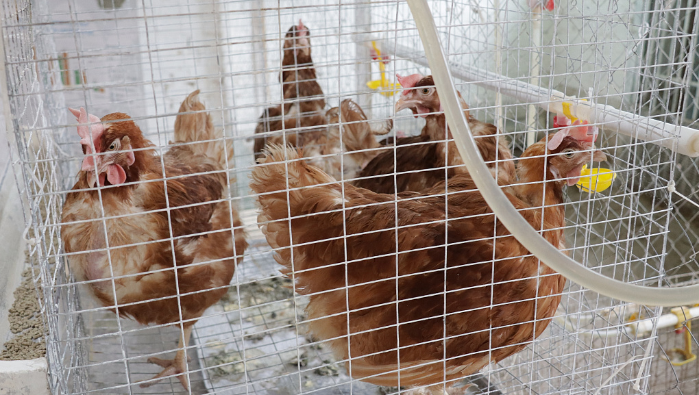 Студенты КУБГАУ изучили методологию научных опытов в Краснодарском научном центре по зоотехнии и ветеринарии