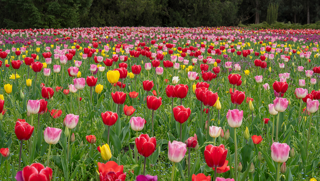 «Тюльпаномагия» в Кубанском ГАУ