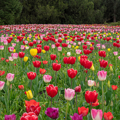 «Тюльпаномагия» в Кубанском ГАУ