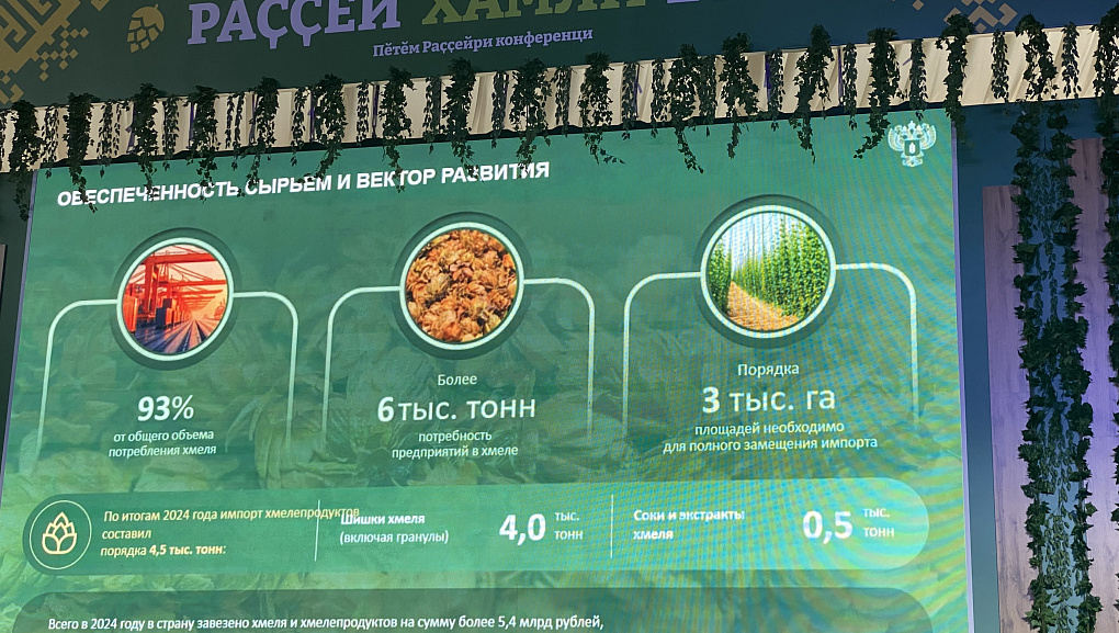 Хмель – перспективная культура для региона