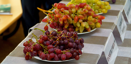В КубГАУ прошла выставка винограда