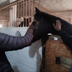 Путешествие иностранцев в конноспортивный клуб