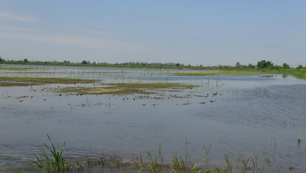 Полвека со дня первого сева риса в учхозе «Кубань»