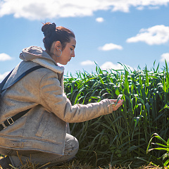 Тритикале – культура будущего