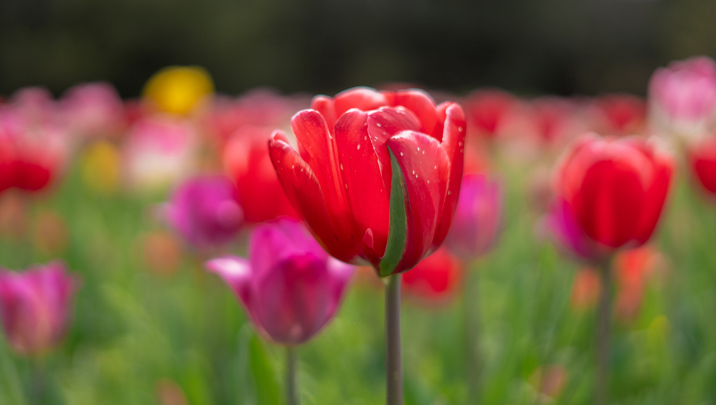 «Тюльпаномагия» в Кубанском ГАУ