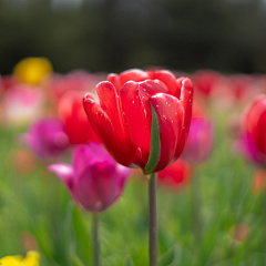 «Тюльпаномагия» в Кубанском ГАУ