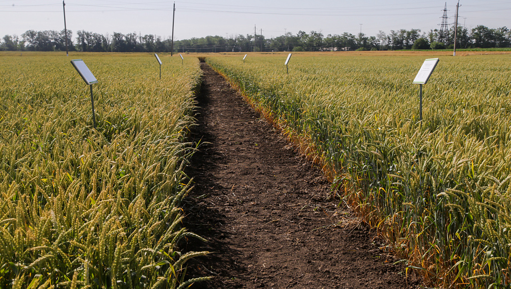 Солнце, пшеница и аграрные инновации