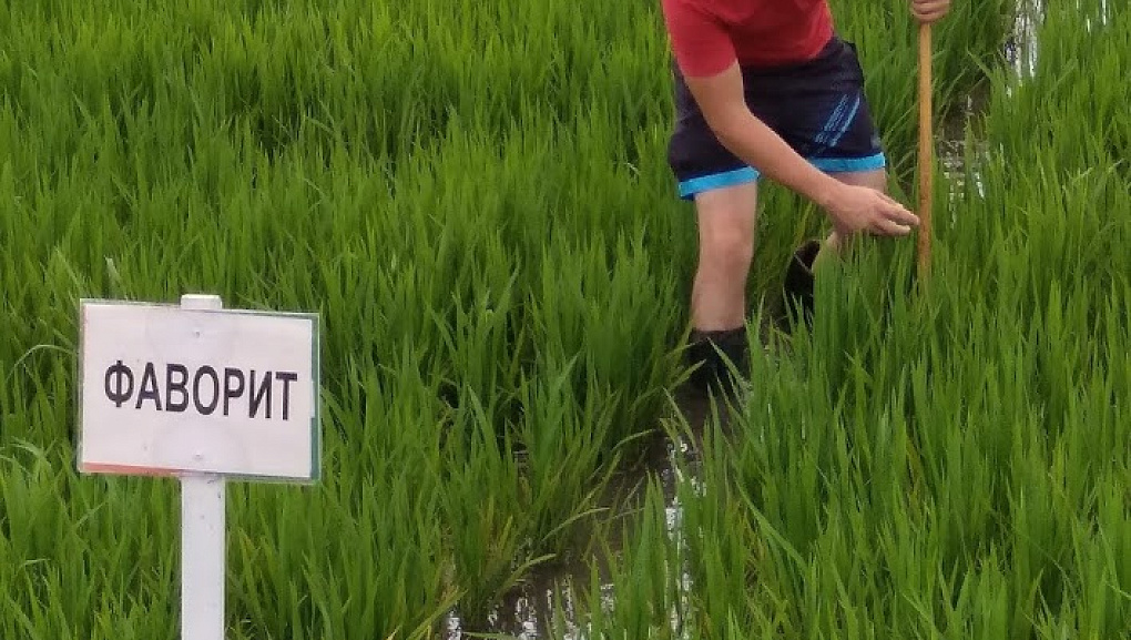 Результаты цифровизации рисовой оросительной системы
