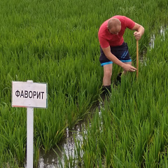 Результаты цифровизации рисовой оросительной системы