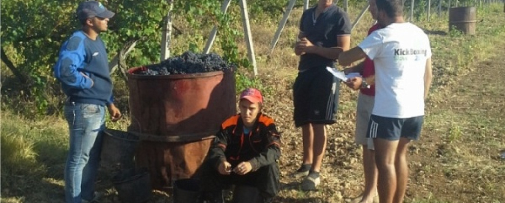 Лучшие из лучших на сборе винограда в Крыму