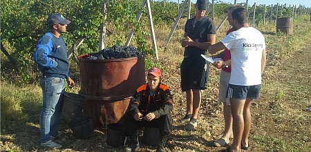 Лучшие из лучших на сборе винограда в Крыму