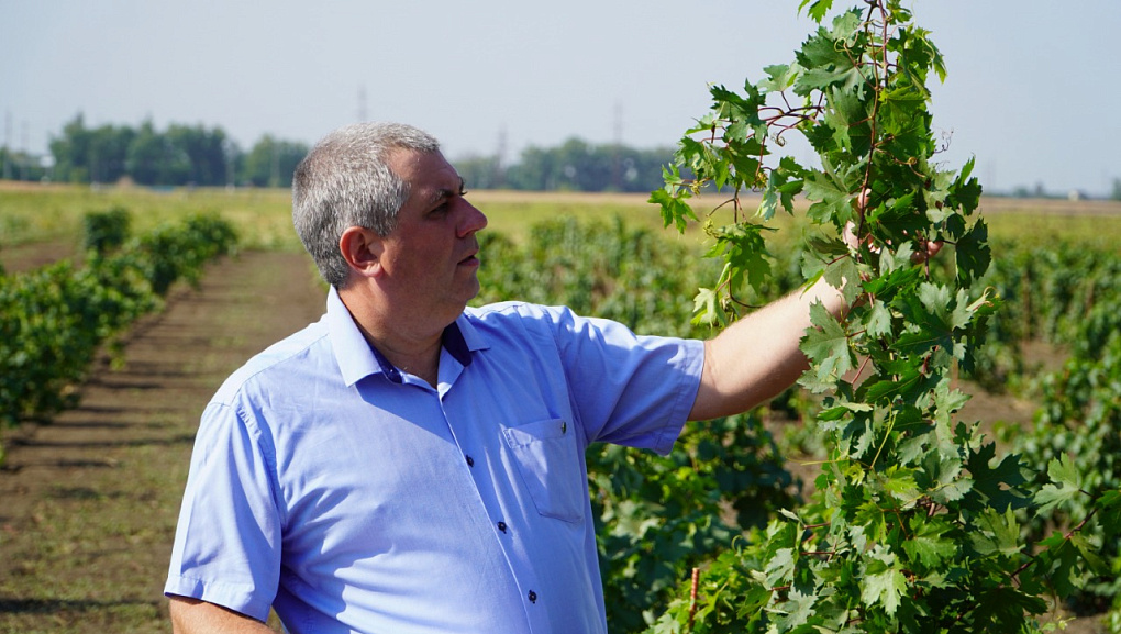 В КубГАУ начали работу по клоновой и комбинативной селекции винограда