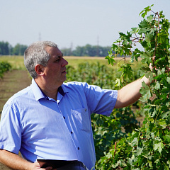 В КубГАУ начали работу по клоновой и комбинативной селекции винограда